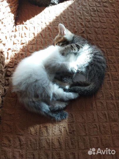 Вислоухие котята в добрые руки