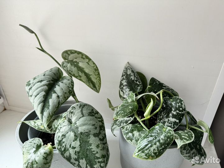 Сциндапсусы и эпипремнумы