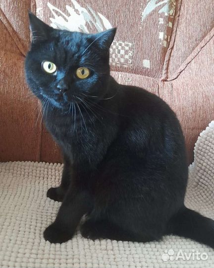 Шотландская кошка