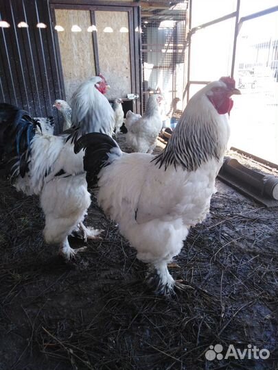 Яи и цыплята брамы и китайской шелковой