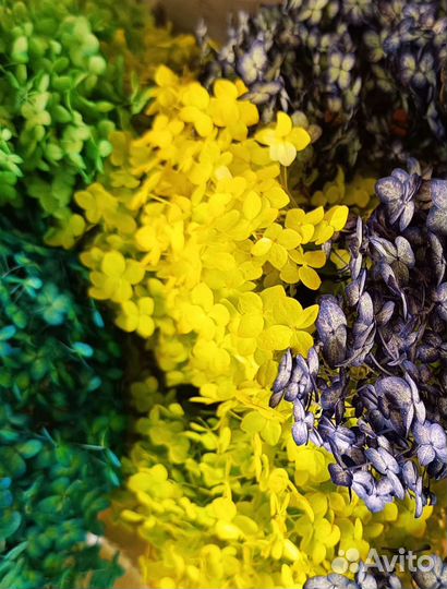 Гортензия стабилизированная