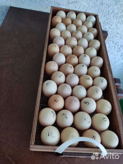 Цыплята бройлеры суточные