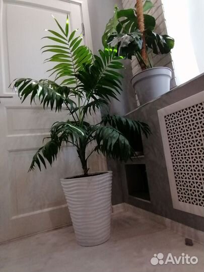 Цветы для дома и офиса