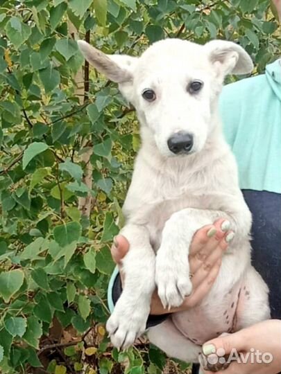 Щенок в добрые руки