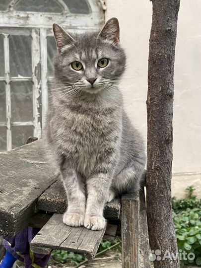 Кошки бесплатно