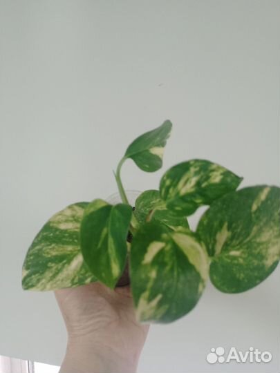 Сциндапсус