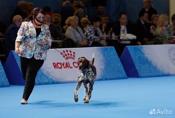 Хендлер, Фитнес, Грумер