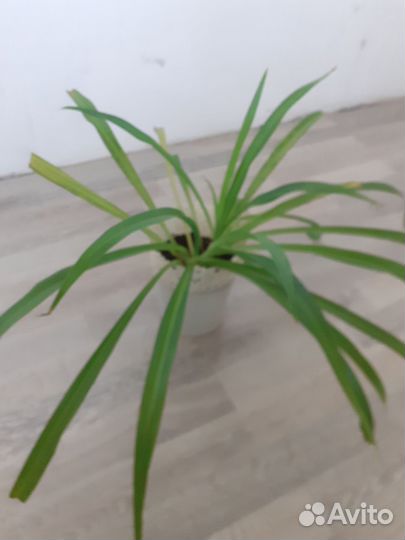 Хлорофитум