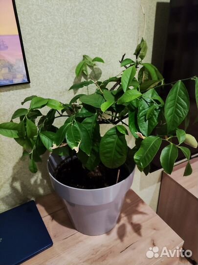 Лимонное дерево