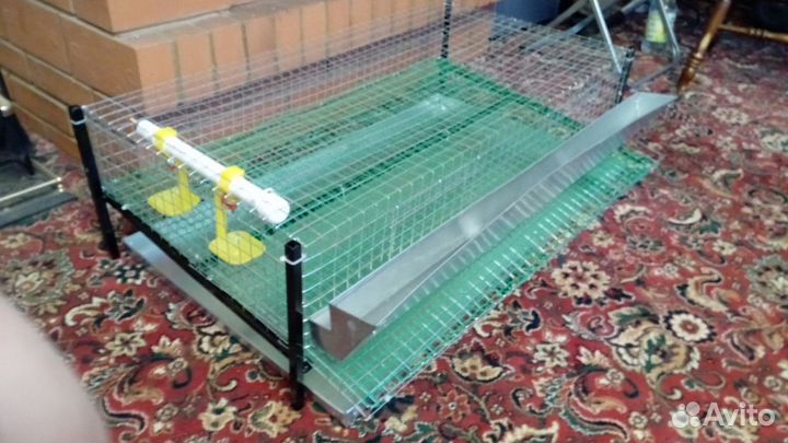 Перепел, клетки и инкубационное яйцо