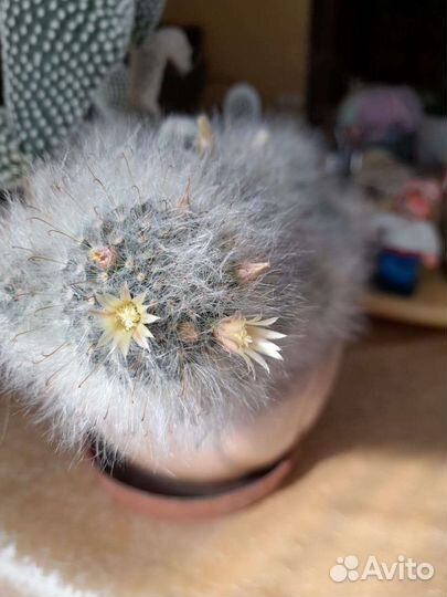 Коллекция кактусов