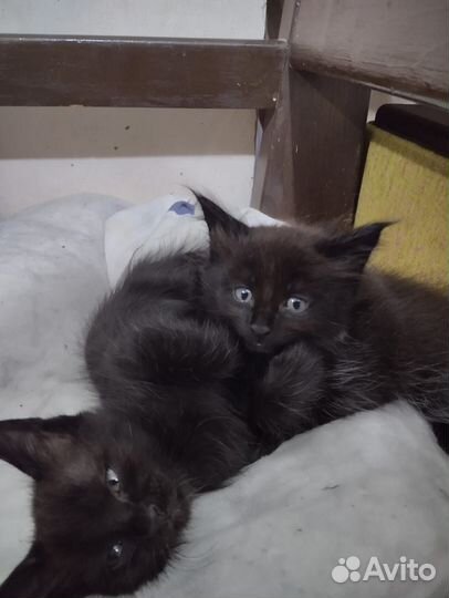 Котята мэйн кун