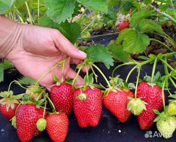 Рассада земляники, клубники - ремы и простые