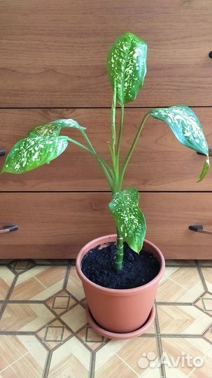 Диффенбахия