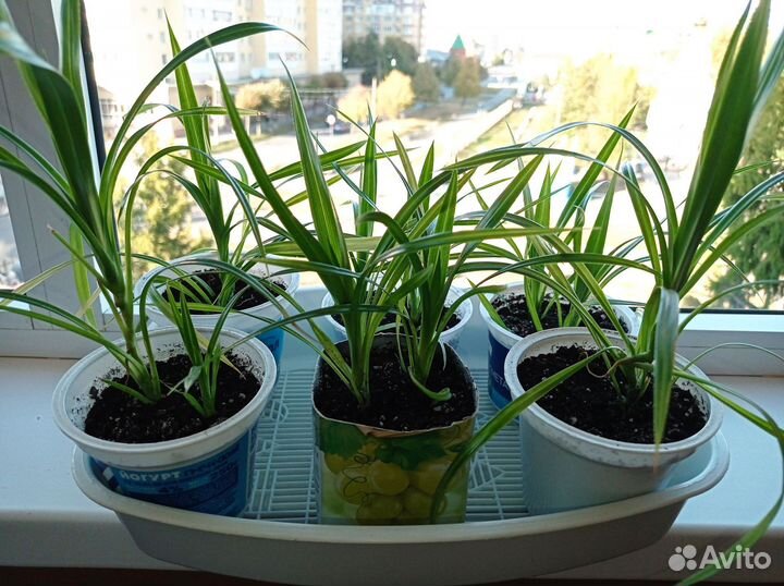 Панданус- винтовая пальма