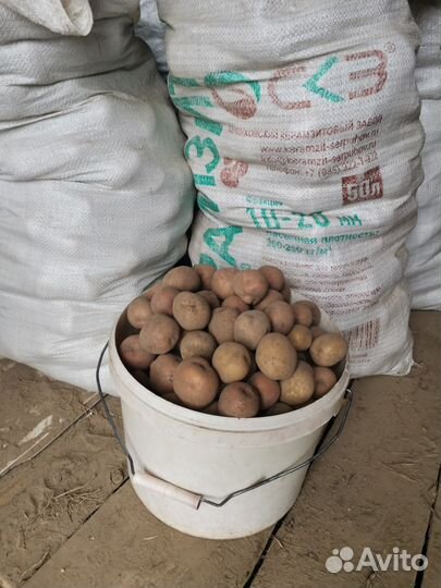 Продам картофель