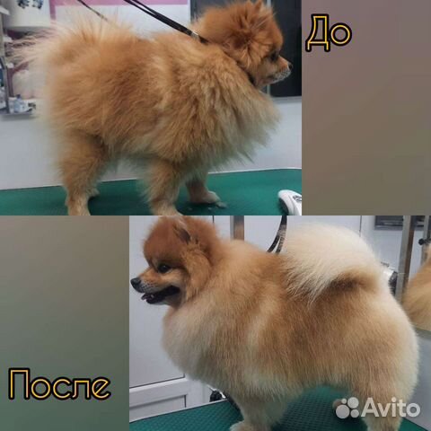 Груминг собак и кошек