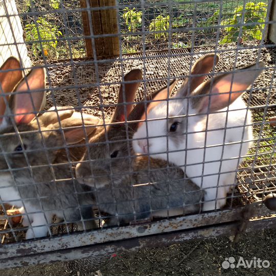 Кролики мясных пород