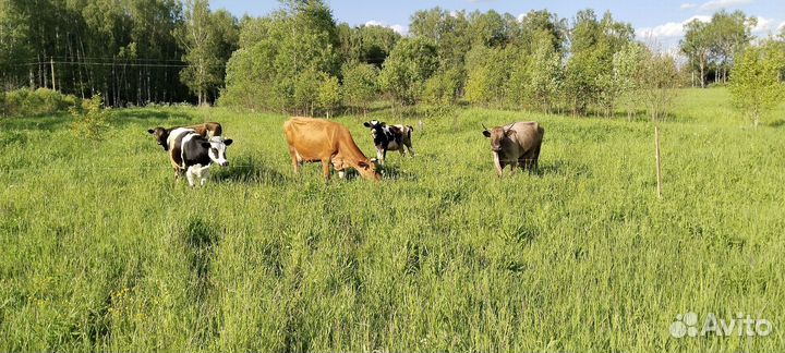Продаю коров