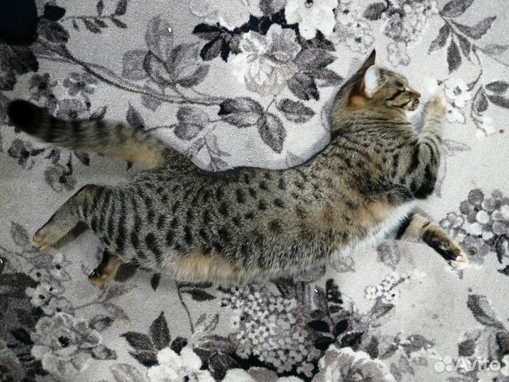 Кошка вязка