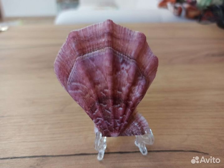 Морская раковина