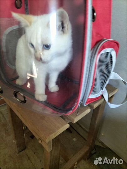 Котята в дар бесплатно