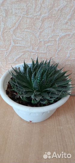 Хавортия травянистая