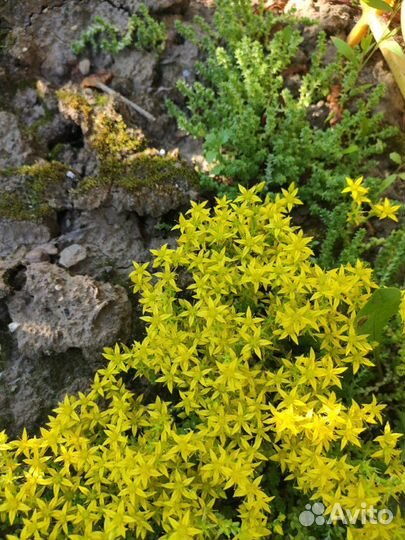 Очиток едкий садоводе растение