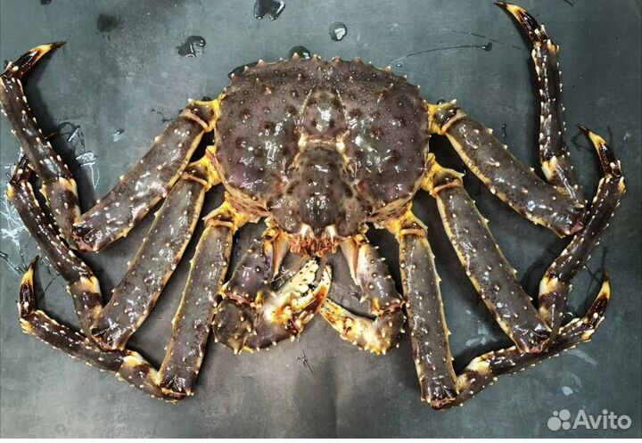 Краб св