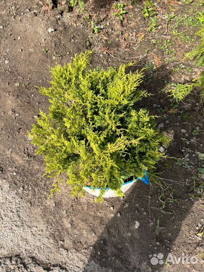 Можжевельник из питомника с доставкой