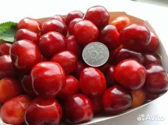 Черешня, вишня и дюк саженцы зкс