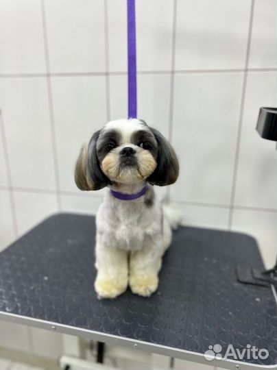 Стрижка собак и кошек, ультразвук чистка зубов