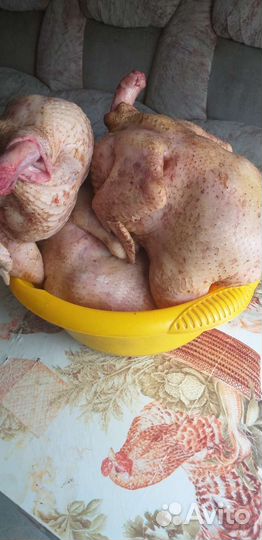 Куры бройлерные, домашние