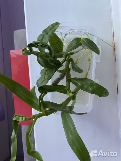 Дендробиум