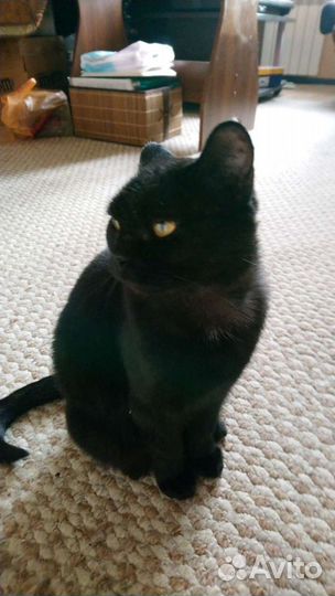 Черная кошка в дар 1,5 года стерилизована