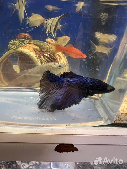 Рыбка петушок