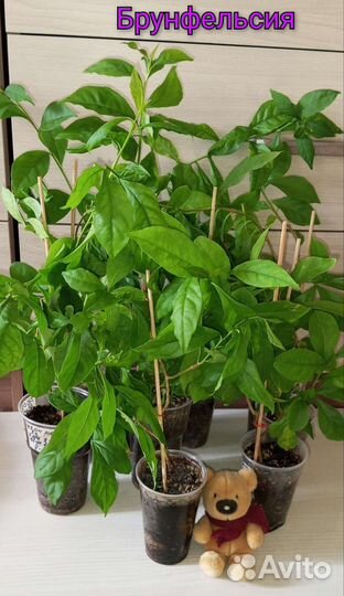 Бугенвиллии,брунфельсия