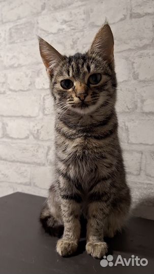 Кошка