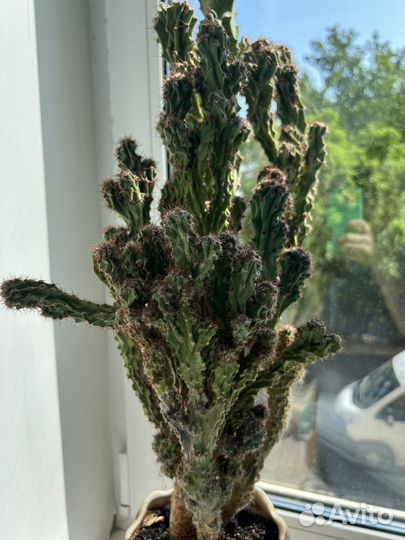 Кактус 20 лет