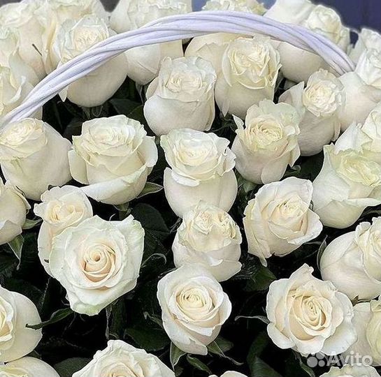 Метровые розы с доставкой