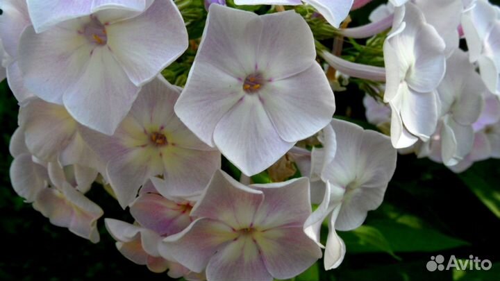 Флоксы 9 сортов