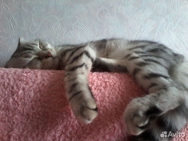 Передержка кошек и собак комнатных пород.Домашняя