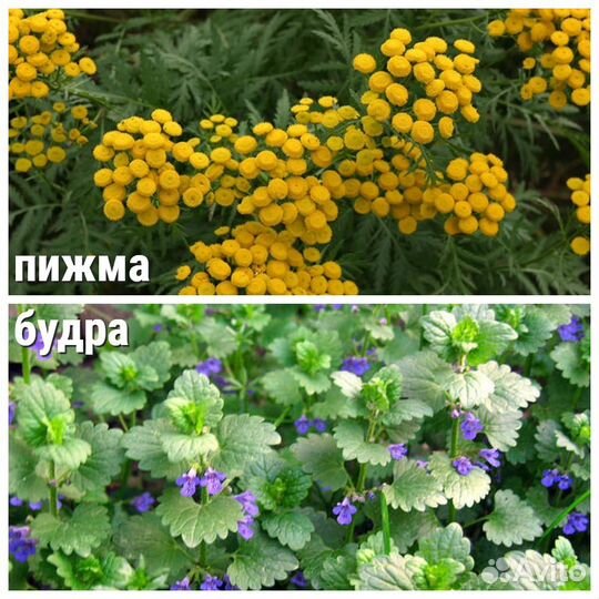 Многолетние растения для сада