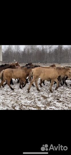 Жеребята 2024гр