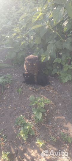Котята