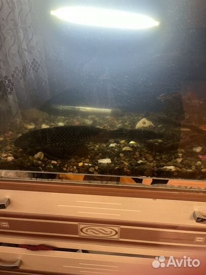 Аквариум с рыбами
