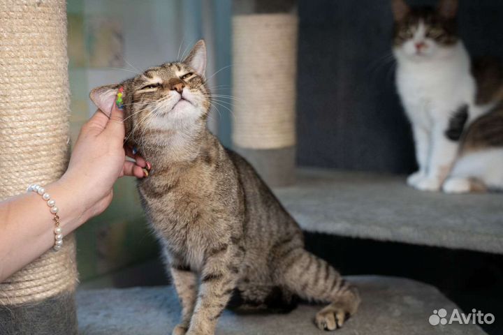 Ласковый кот