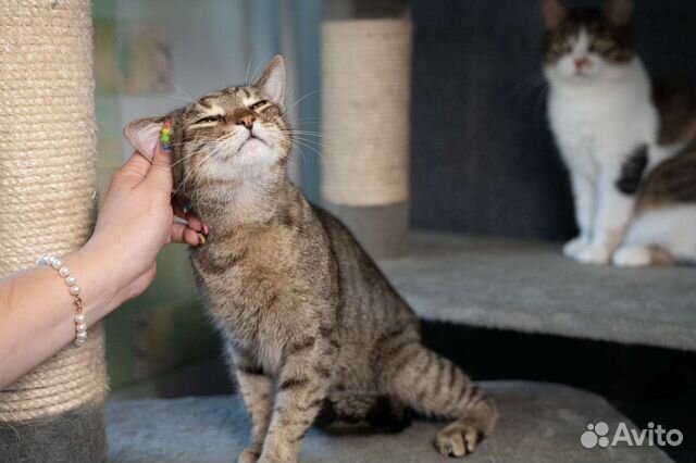 Ласковый кот