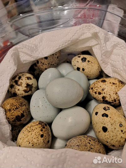 Перепелиные яйца