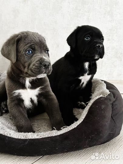 Щенки кане корсо